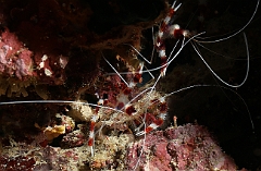 Raja Ampat 2016 - Stenopus hispidus - Banded coral shrimp - Grande crevette nettoyeuse - IMG_4201_rc